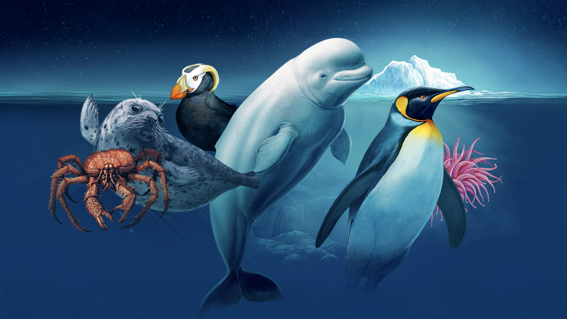 OCEANOGRAFIC-Polos-case